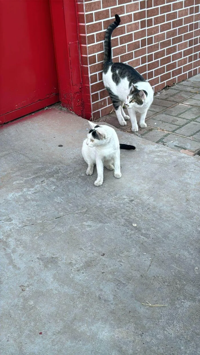 Gato ra a SRD-ViraLata idade 7 a 11 meses nome Doação de gatinhos 