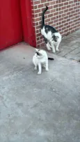 Doação de gatinhos