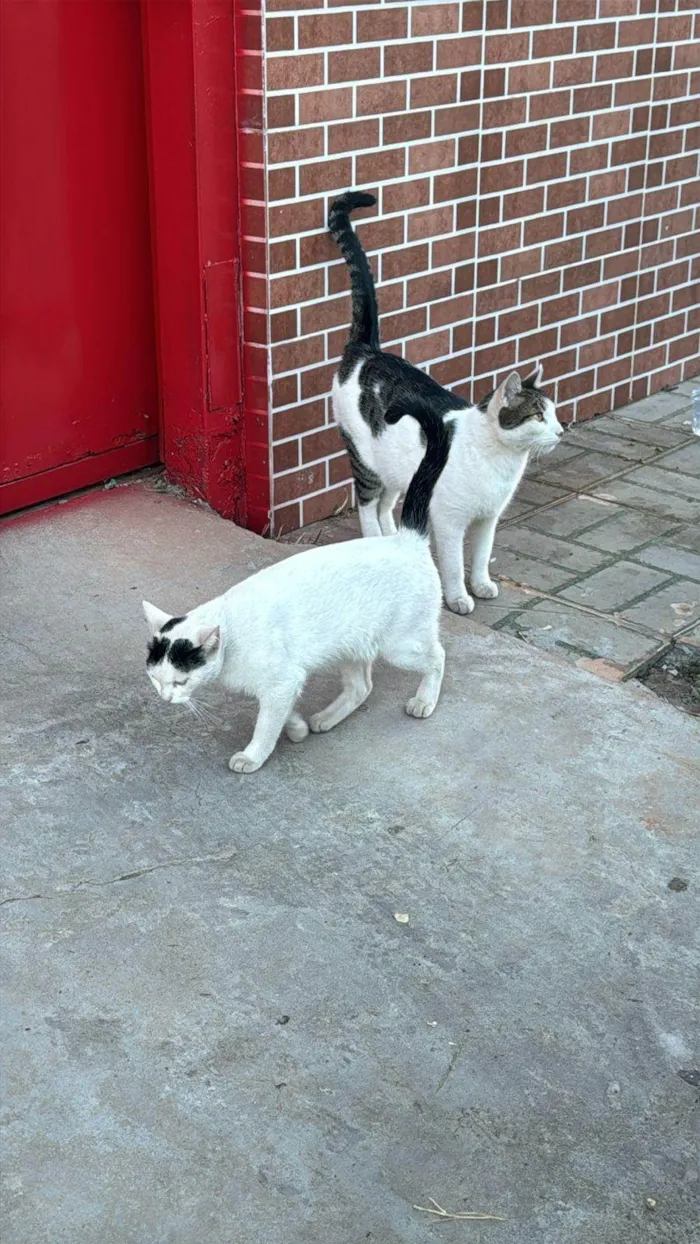 Gato ra a SRD-ViraLata idade 7 a 11 meses nome Doação de gatinhos 