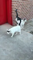 Doação de gatinhos
