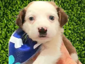 Cachorro raça SRD-ViraLata idade Abaixo de 2 meses nome Matheus