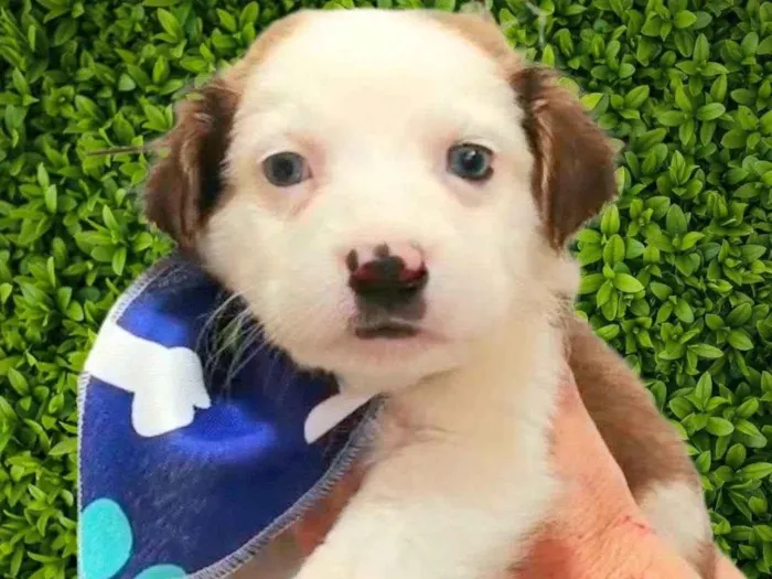 Cachorro ra a SRD-ViraLata idade Abaixo de 2 meses nome Matheus