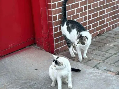 Gato raça SRD-ViraLata idade 7 a 11 meses nome Doação de gatinhos 