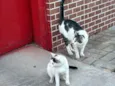 Doação de gatinhos