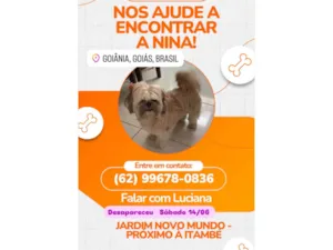 Cachorro raça Shitzu idade 5 anos nome Nina 