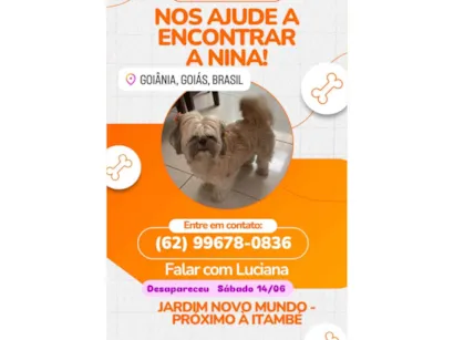 Cachorro raça Shitzu idade 5 anos nome Nina 