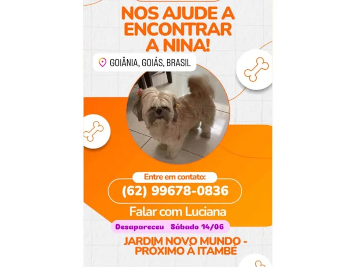 Cachorro ra a Shitzu idade 5 anos nome Nina 