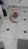 Shitzu Urgente