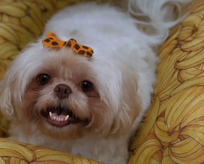 Cachorro ra a Shitzu idade 7 a 11 meses nome Shitzu Urgente