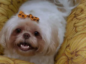 Cachorro raça Shitzu idade 7 a 11 meses nome Shitzu Urgente