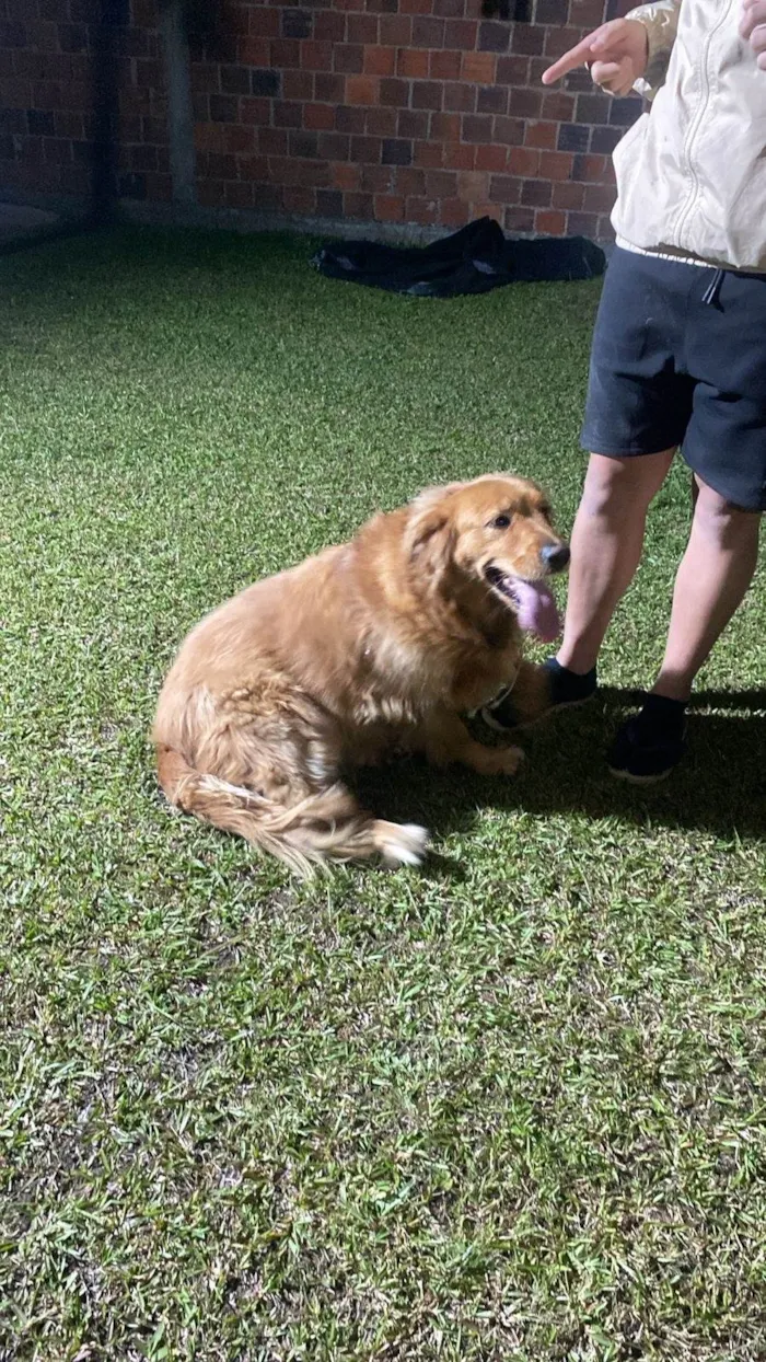 Cachorro ra a Labrador idade 2 anos nome nao sei