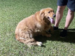 Cachorro raça Labrador idade 2 anos nome nao sei