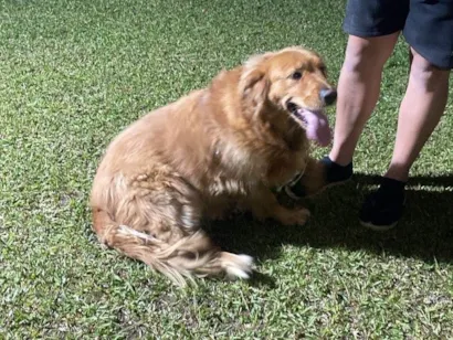 Cachorro raça Labrador idade 2 anos nome nao sei