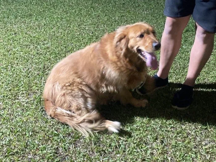 Cachorro ra a Labrador idade 2 anos nome nao sei