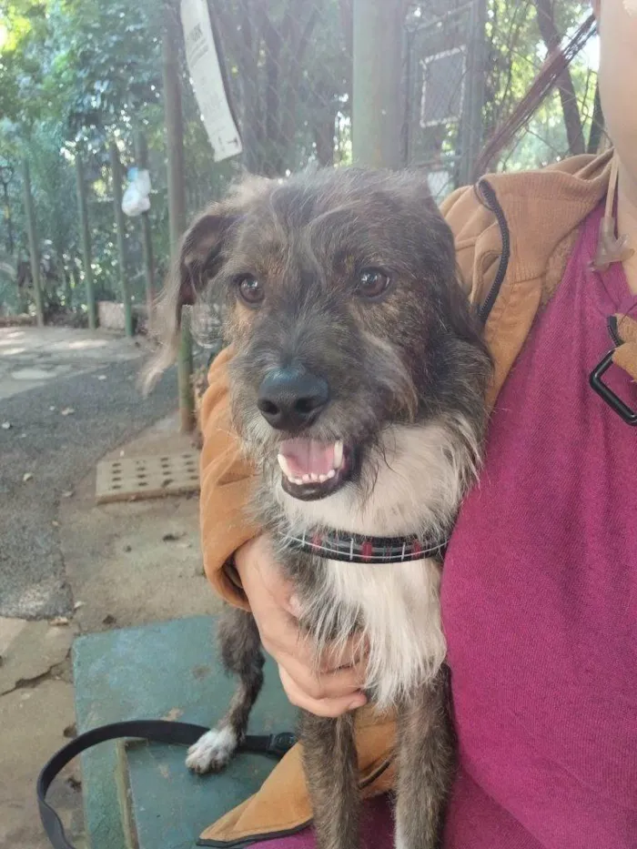 Cachorro ra a SRD-ViraLata idade 2 a 6 meses nome Adoção Urgente