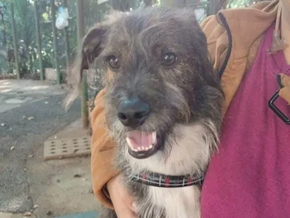 Cachorro raça SRD-ViraLata idade 2 a 6 meses nome Adoção Urgente
