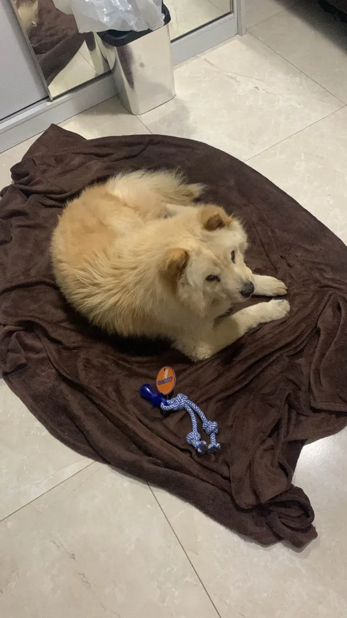 Cachorro ra a Chow Chow idade 6 ou mais anos nome Dolfa