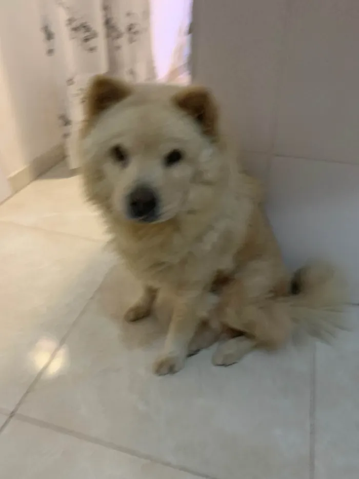 Cachorro ra a Chow Chow idade 6 ou mais anos nome Dolfa