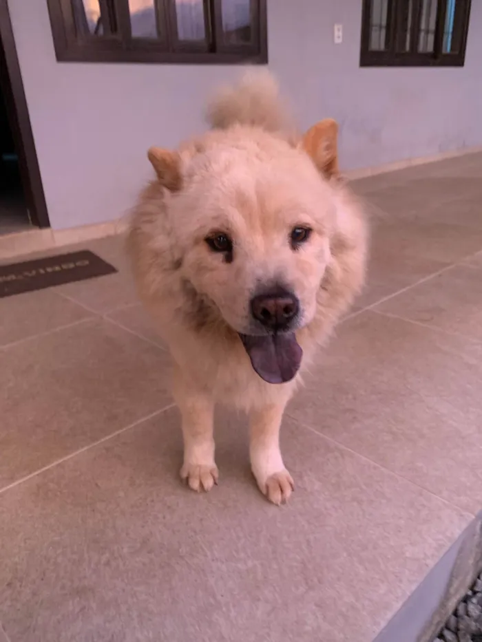 Cachorro ra a Chow Chow idade 6 ou mais anos nome Dolfa