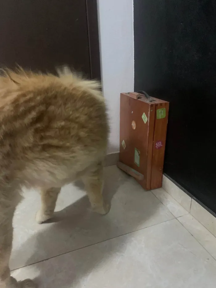 Cachorro ra a Chow Chow idade 6 ou mais anos nome Dolfa
