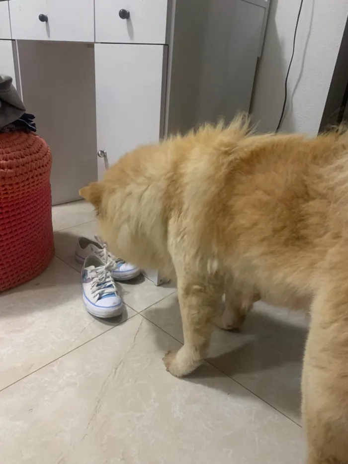 Cachorro ra a Chow Chow idade 6 ou mais anos nome Dolfa