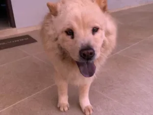 Cachorro raça Chow Chow idade 6 ou mais anos nome Dolfa
