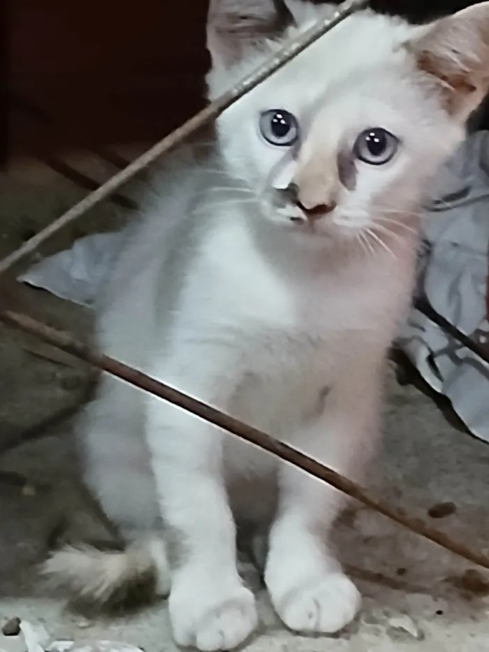 Gato ra a SRD-ViraLata idade 2 a 6 meses nome Mei Mei