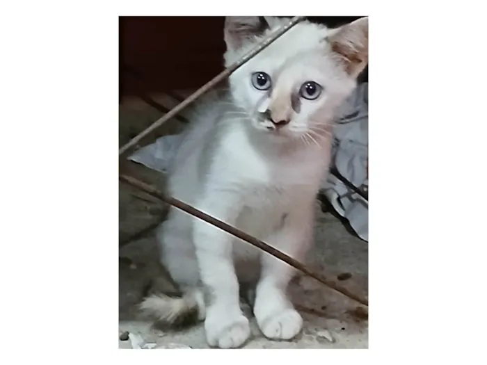 Gato ra a SRD-ViraLata idade 2 a 6 meses nome Mei Mei