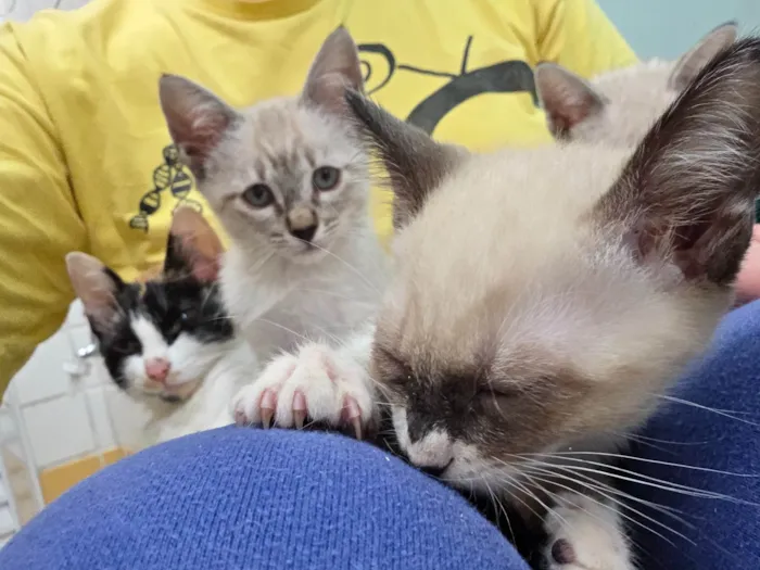 Gato ra a SRD-ViraLata idade 2 a 6 meses nome Guido