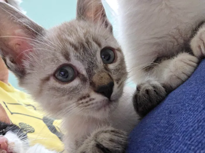 Gato ra a SRD-ViraLata idade 2 a 6 meses nome Guido