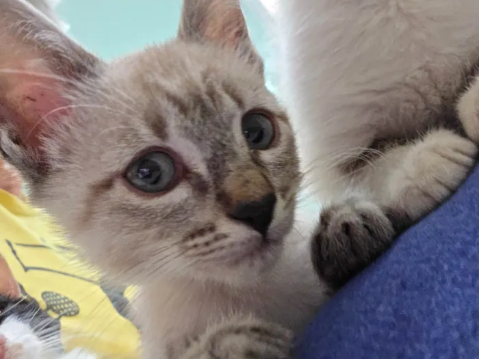Gato ra a SRD-ViraLata idade 2 a 6 meses nome Guido
