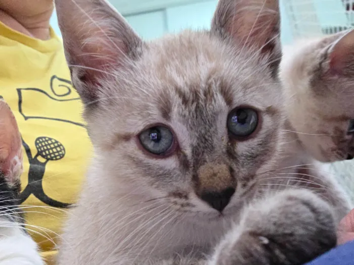 Gato ra a SRD-ViraLata idade 2 a 6 meses nome Guido