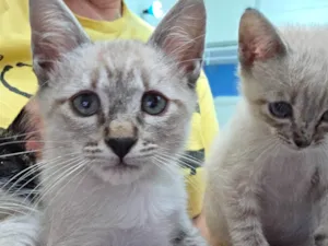 Gato raça SRD-ViraLata idade 2 a 6 meses nome Guido