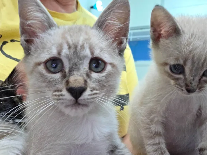 Gato ra a SRD-ViraLata idade 2 a 6 meses nome Guido