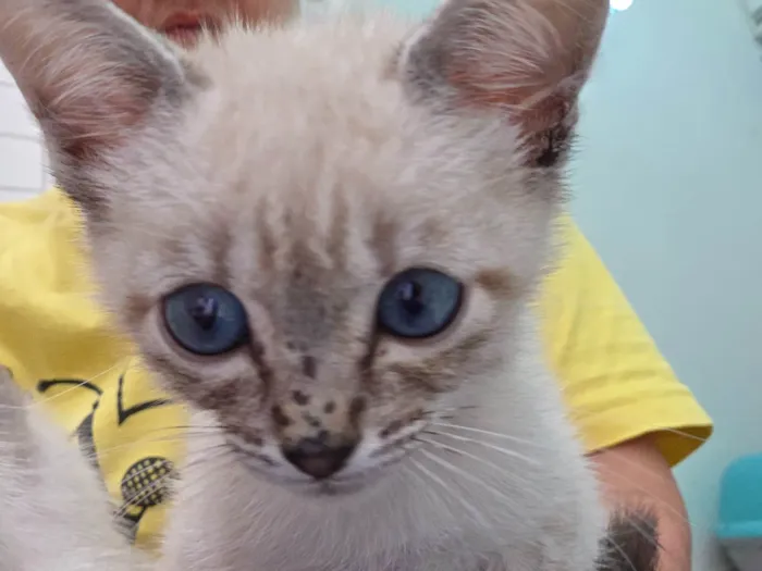 Gato ra a SRD-ViraLata idade 2 a 6 meses nome Guido