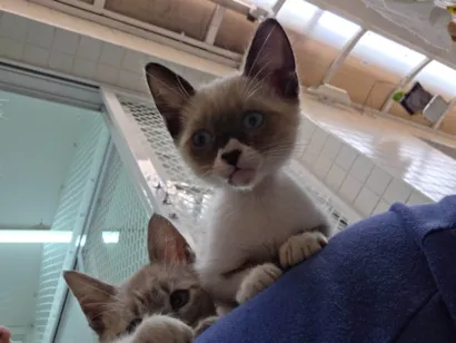 Gato raça SRD-ViraLata idade 2 a 6 meses nome Bombom