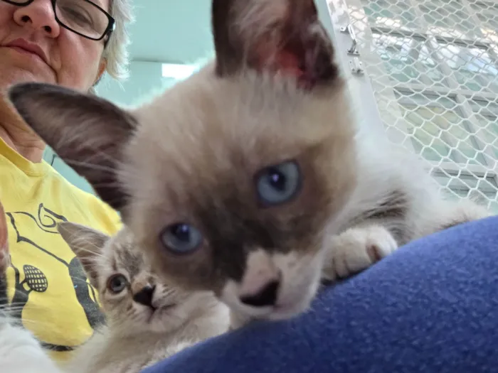 Gato ra a SRD-ViraLata idade 2 a 6 meses nome Bombom