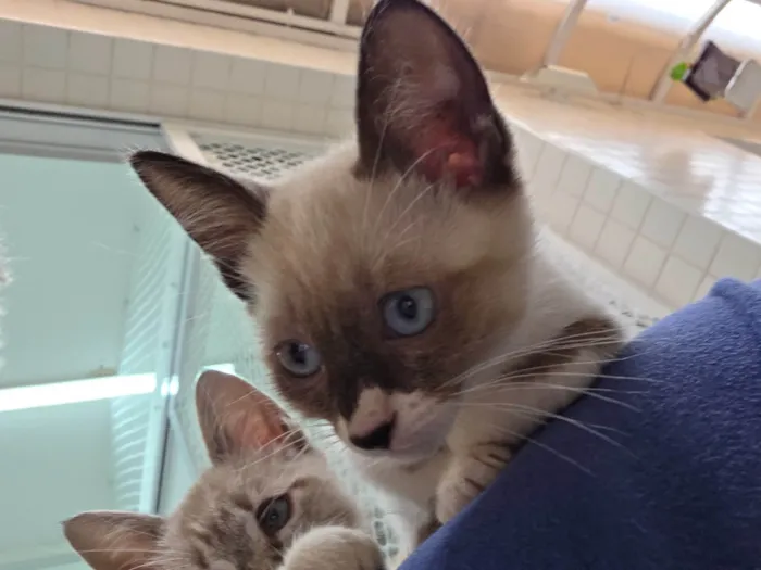 Gato ra a SRD-ViraLata idade 2 a 6 meses nome Bombom
