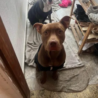 Cachorro raça Pit-Bull idade 1 ano nome Ralph
