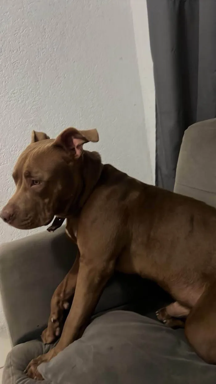 Cachorro ra a Pit-Bull idade 1 ano nome Ralph