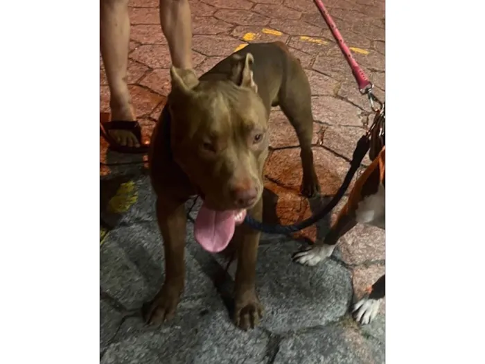 Cachorro ra a Pit-Bull idade 1 ano nome Ralph