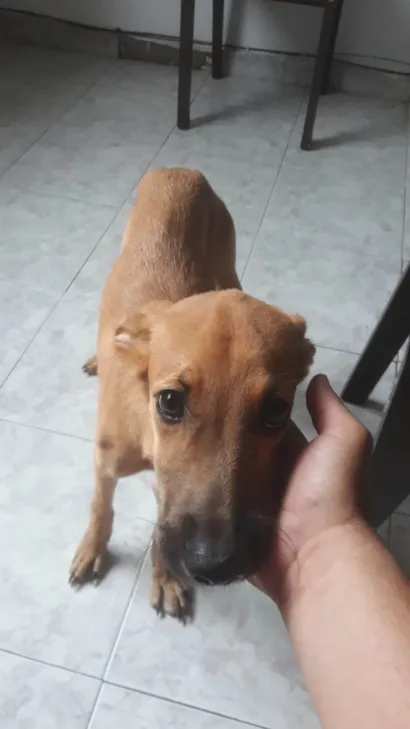 Cachorro raça SRD-ViraLata idade 7 a 11 meses nome Mel