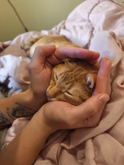 Gato raça SRD-ViraLata idade 3 anos nome Apolo