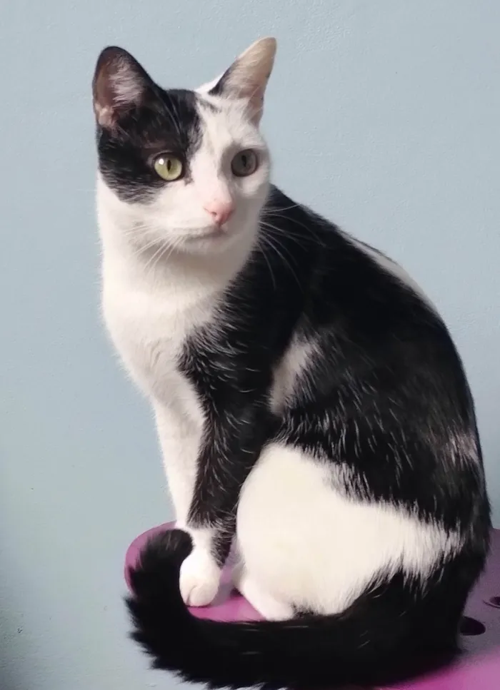 Gato ra a SRD-ViraLata idade 3 anos nome Romeu
