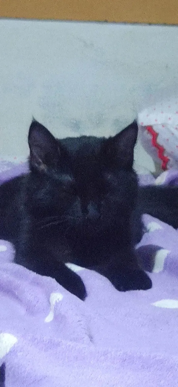 Gato ra a SRD-ViraLata idade 3 anos nome Atena 