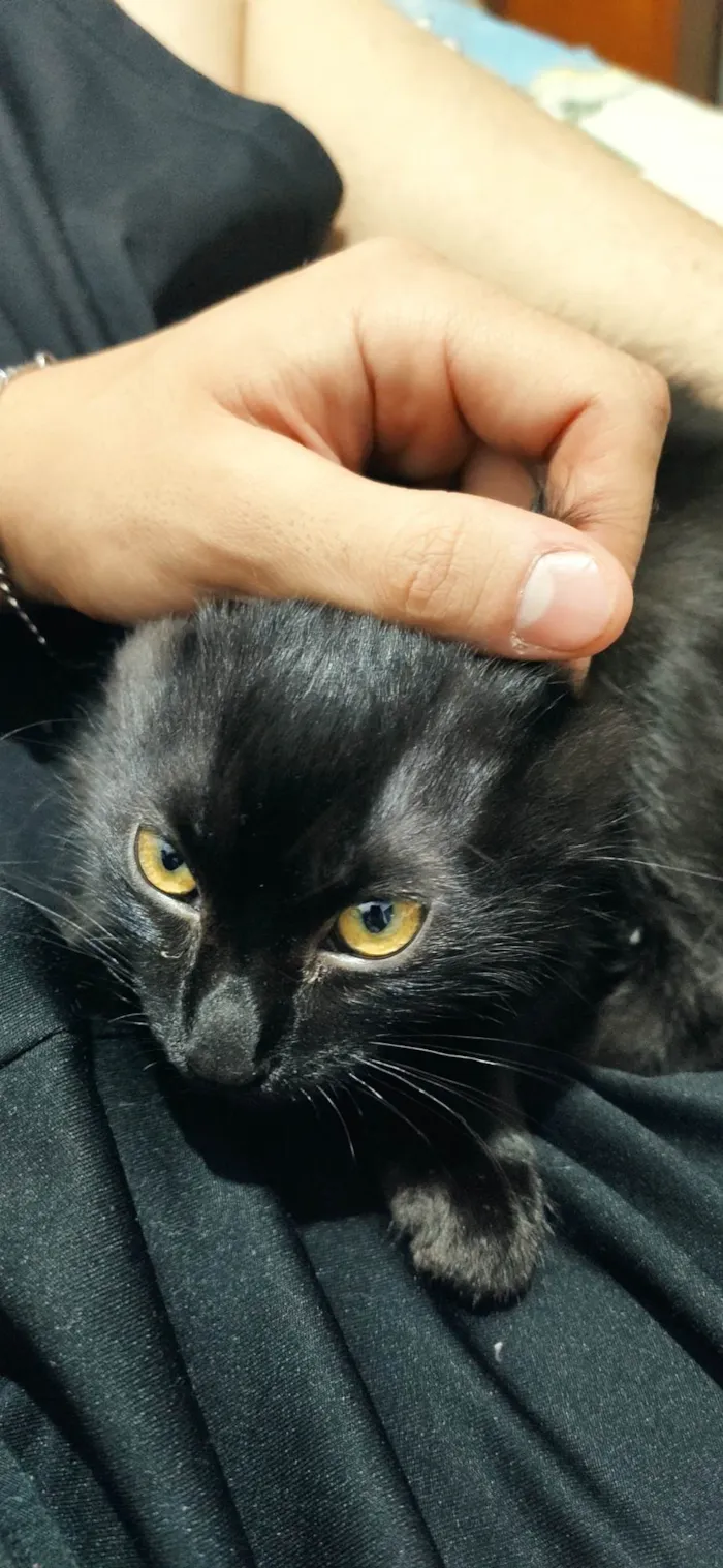 Gato ra a SRD-ViraLata idade 3 anos nome Atena 
