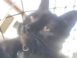 Gato raça SRD-ViraLata idade 3 anos nome Atena 