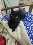 Mimoso