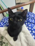 Mimoso