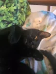 Mimoso